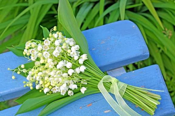 Production exceptionnelle de muguet pour le 1er mai 2025