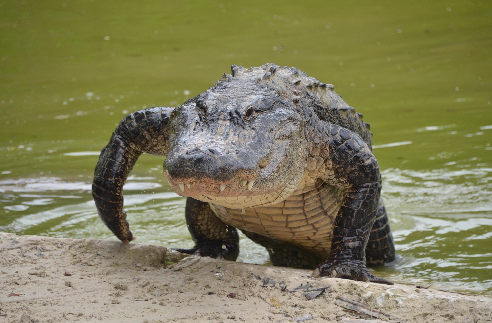 Alligator kills woman in Florida after tipping over her canoe…